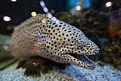 《原始袭变》PC配置要求公布 1070即可畅玩